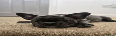 French Bulldog 5