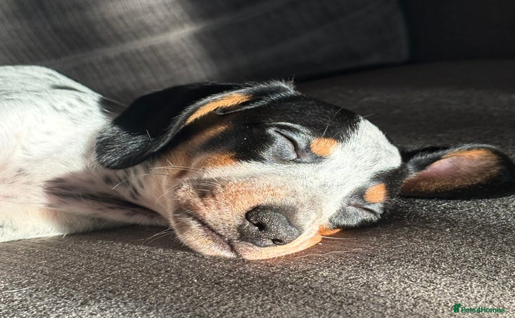 Dachshund dogs - Advert 1