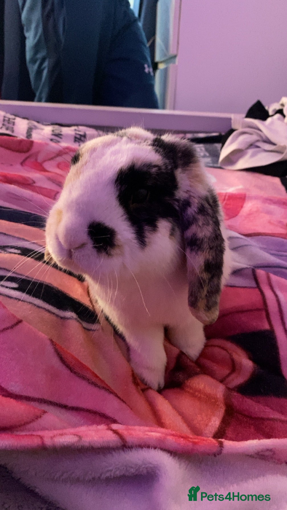French Lop rabbits male rabbit - Advert 8