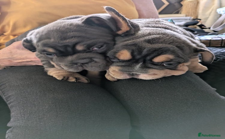 French Bulldog dogs - Advert 2