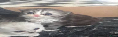 Persian Kitten 3