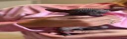 Sphynx cats for sale: Beautiful Canadian Sphynx  - Advert 11