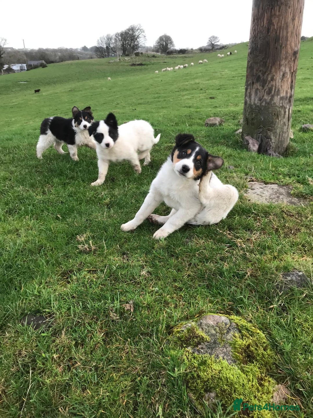 Border Collie dogs for sale: Border collie pups for sale  - Advert 1