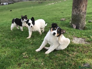 Border Collie dogs Border collie pups for sale - Advert 1