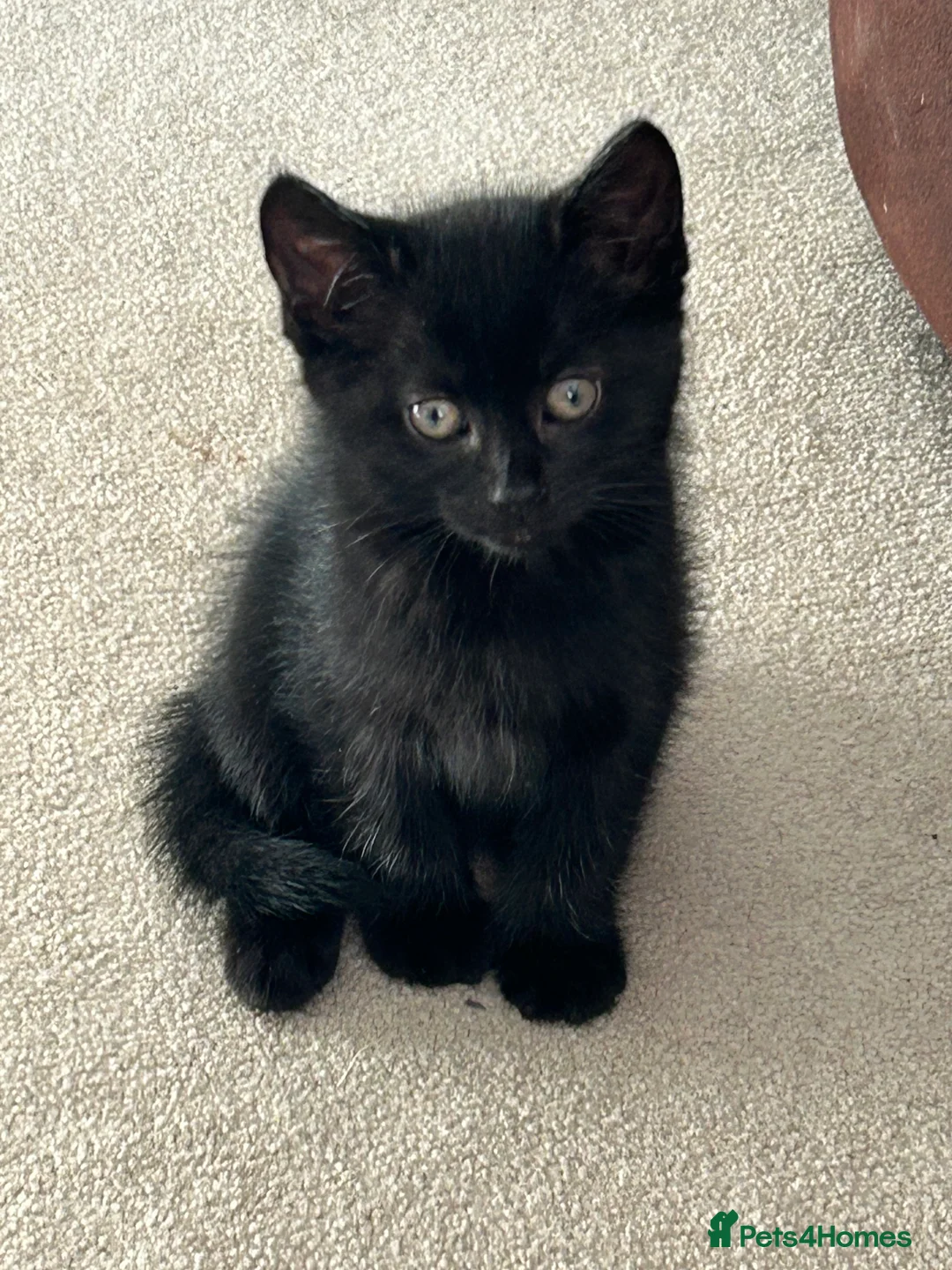 Mixed Breed cats for sale: Kittens  - Advert 4