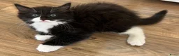 Mixed Breed cats for sale: Ragdoll - Mixed - Advert 8