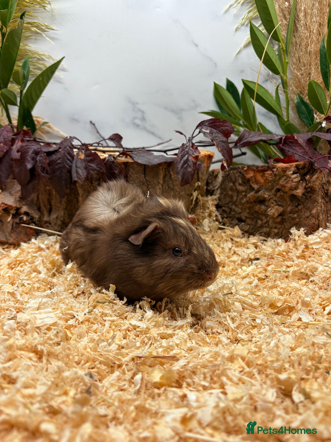 Guinea Pig rodents for sale: LOTS OF BABY GUINEA PIGS FOR SALE 🐹 - Advert 9