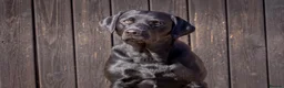 Labrador Retriever dogs for stud: Black Labrador Stud - Carries Yellow - Advert 3