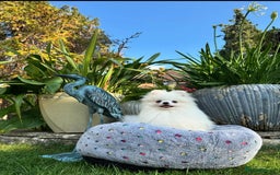 Pomeranian dogs for sale: White and Orange Pomeranian Boys in London - Image 4