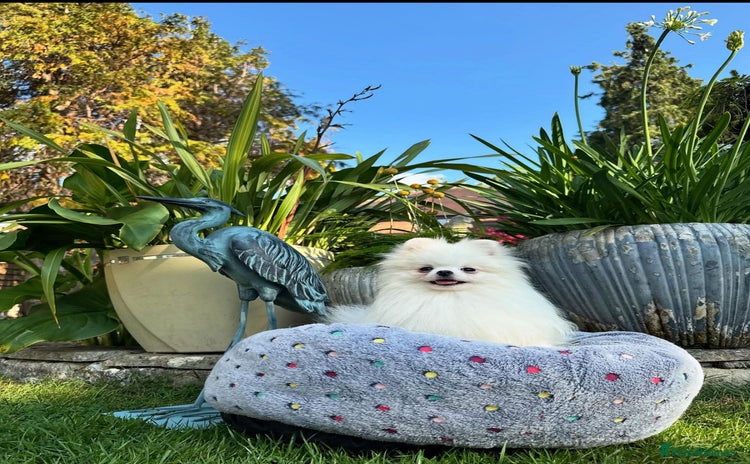 Pomeranian dogs in London - Advert 11
