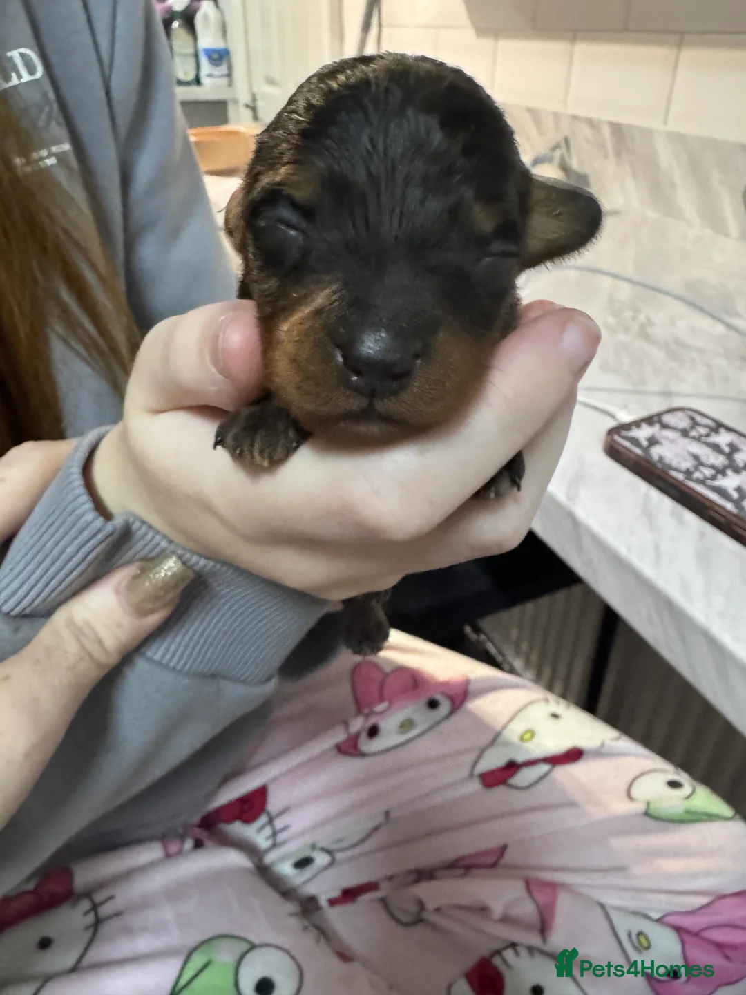 Doxiepoo dogs for sale: Beautiful doxipoo baby’s  - Advert 13