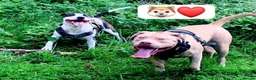 Mixed Breed dogs for sale: staffy cross.  in Newcastle - Advert 4
