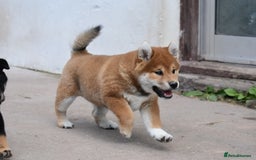 Japanese Shiba Inu dogs for sale: Japanese Shiba Inu Puppy 1 - 🏆 Bloodline health tested Shiba Inu Puppies  - Image 4