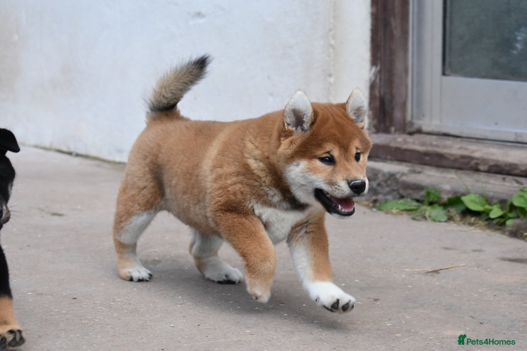 Japanese Shiba Inu dogs for sale: Japanese Shiba Inu Puppy 1 - 🏆 Bloodline health tested Shiba Inu Puppies  - Image 4