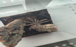 Tarantulas invertebrates for sale: Tarantulas For SALE! - Image 6