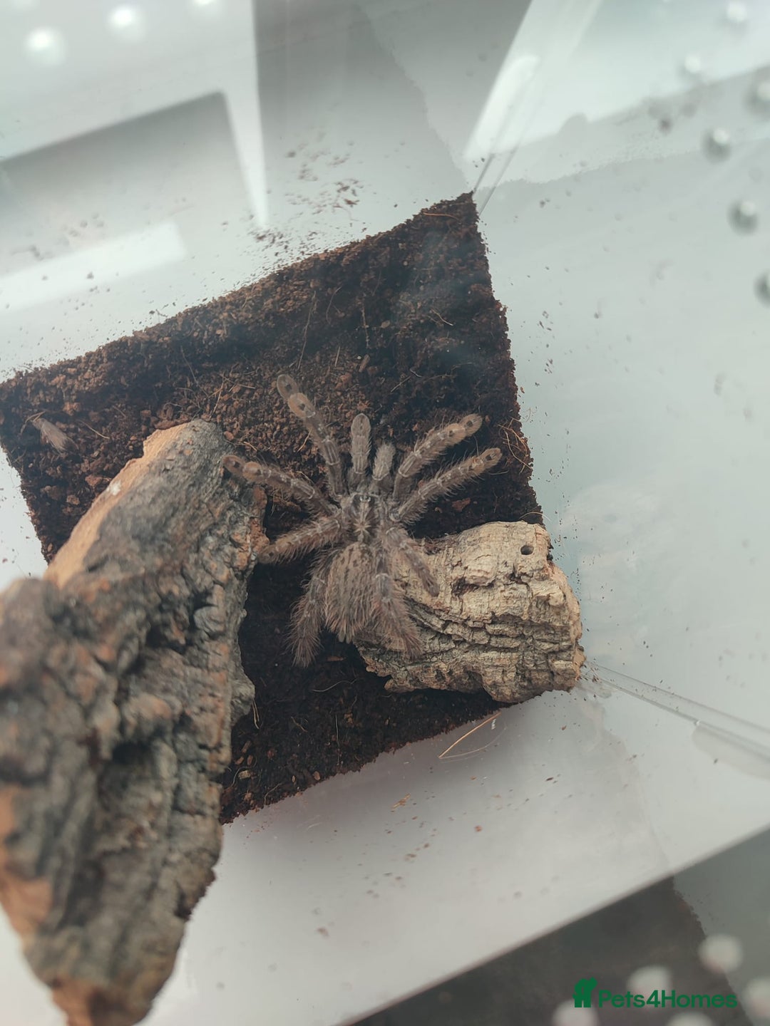 Tarantulas invertebrates for sale: Tarantulas For SALE! - Image 6