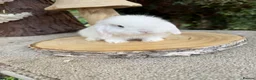 Mini Lop rabbits for sale: Baby mini lops available to reserve  - Advert 3