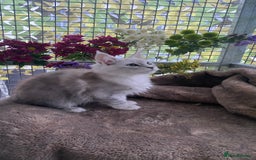 Maine Coon cats for sale: Registered GCCF Maine Coons - Image 13
