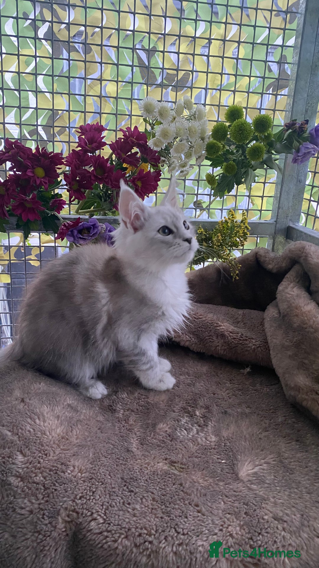 Maine Coon cats for sale: Registered GCCF Maine Coons - Image 13