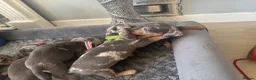 Dachshund dogs for sale: 9 amazing dapple dachshund puppys  - Advert 21