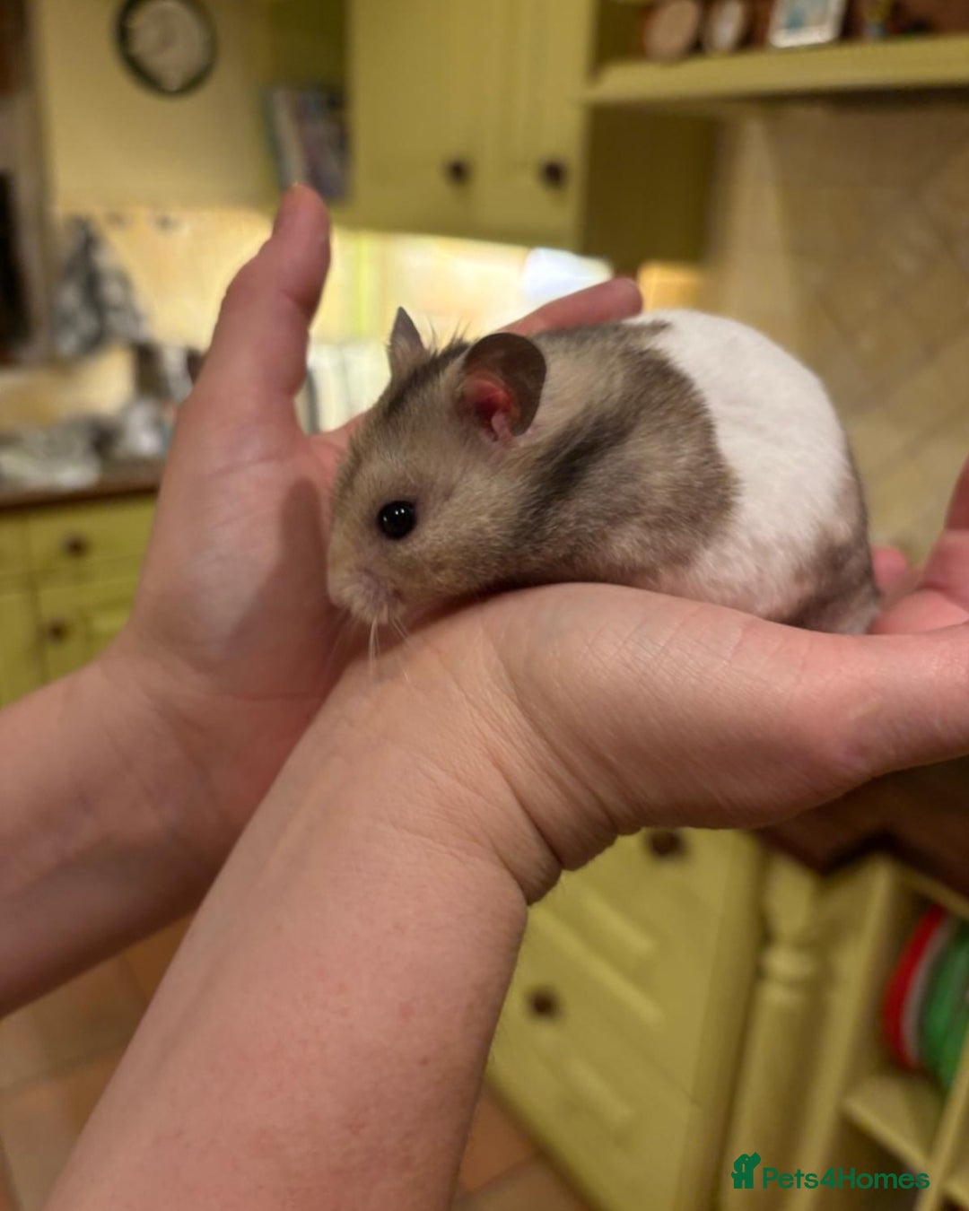 Hamster rodents for sale: Syrian hamster - Image 6
