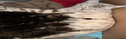 Bengal cats for sale: Stunning Bengal Kittens | TICA Bloodlines - Advert 2