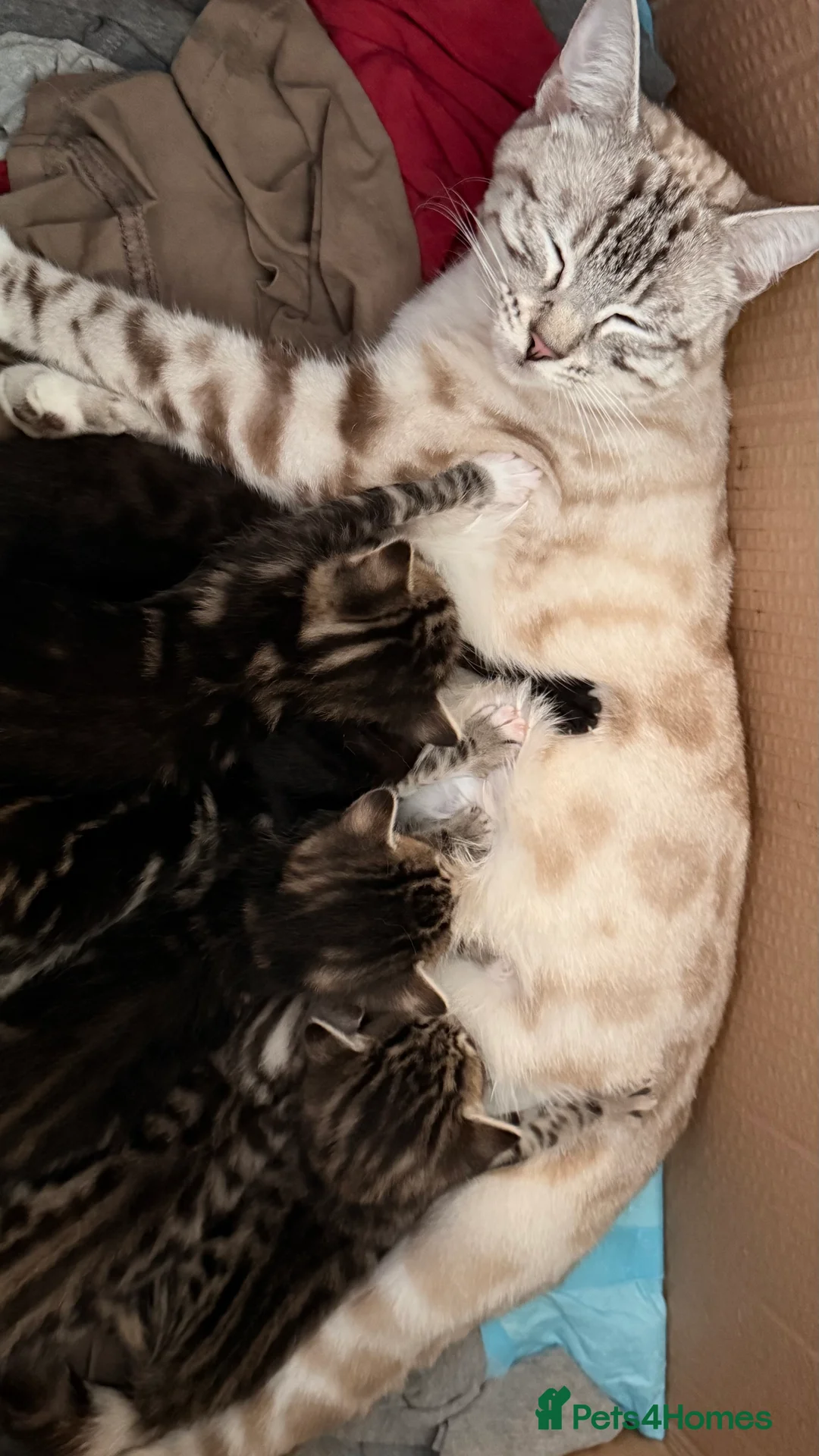 Bengal cats for sale: Stunning Bengal Kittens | TICA Bloodlines - Advert 2
