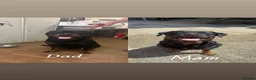 Rottweiler dogs for sale: Rottweiler pups  - Advert 2