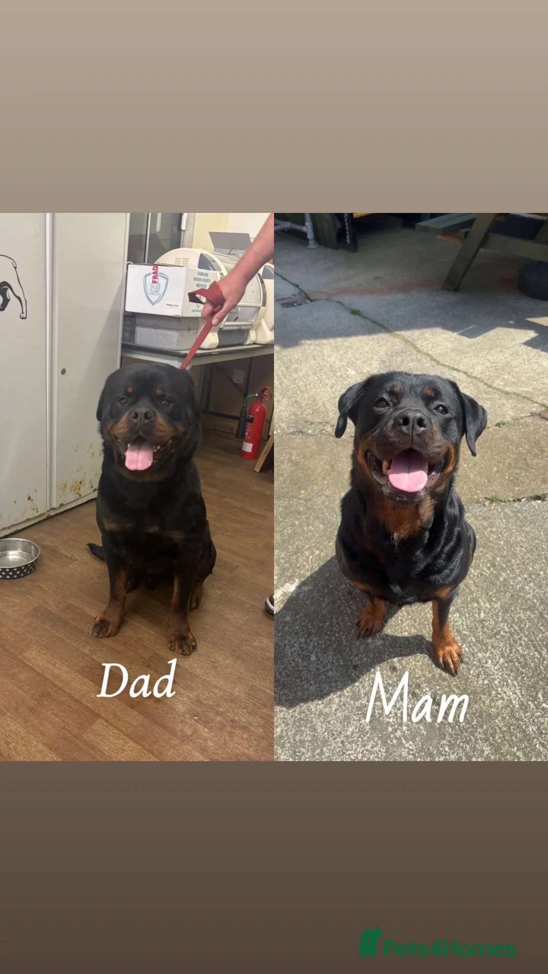 Rottweiler dogs for sale: Rottweiler pups  - Advert 2