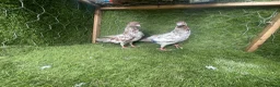 Pigeons birds for sale: Vaccinated Pakistani Pigeons – 20 Pairs - Advert 6