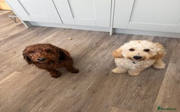 Cockapoo dogs for sale: 5 yr old Cockapoo & 1 year old Cockapoo - Image 2