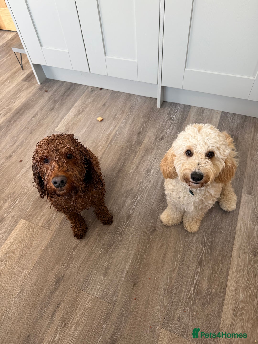 Cockapoo dogs for sale: 5 yr old Cockapoo & 1 year old Cockapoo - Image 2