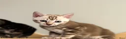 Bengal cats for sale: Rare silver charcoal Marble Girl   - Advert 13