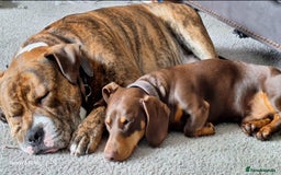 Mixed Breed dogs for sale: Buster  - Image 2