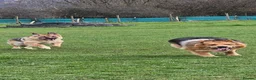 German Shepherd dogs for sale: Straight backed Female German Shepherds  - Advert 4