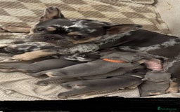 French Bulldog dogs for sale: Blue Lilac & Tan French bulldog Puppies  - Image 8