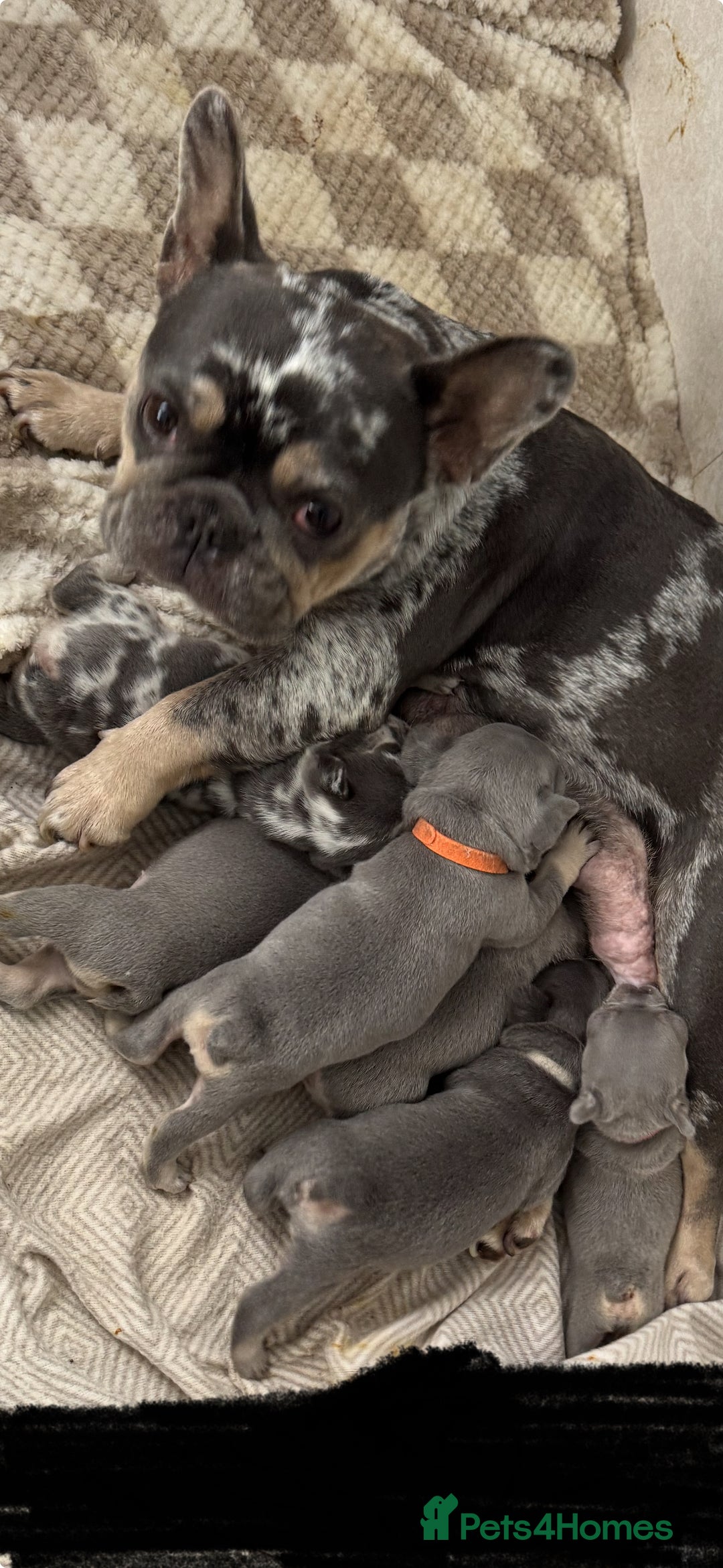 French Bulldog dogs for sale: Blue Lilac & Tan French bulldog Puppies  - Image 8