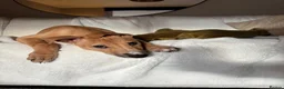 Lurcher dogs for sale: Family lurcher  in Wigan - Advert 8