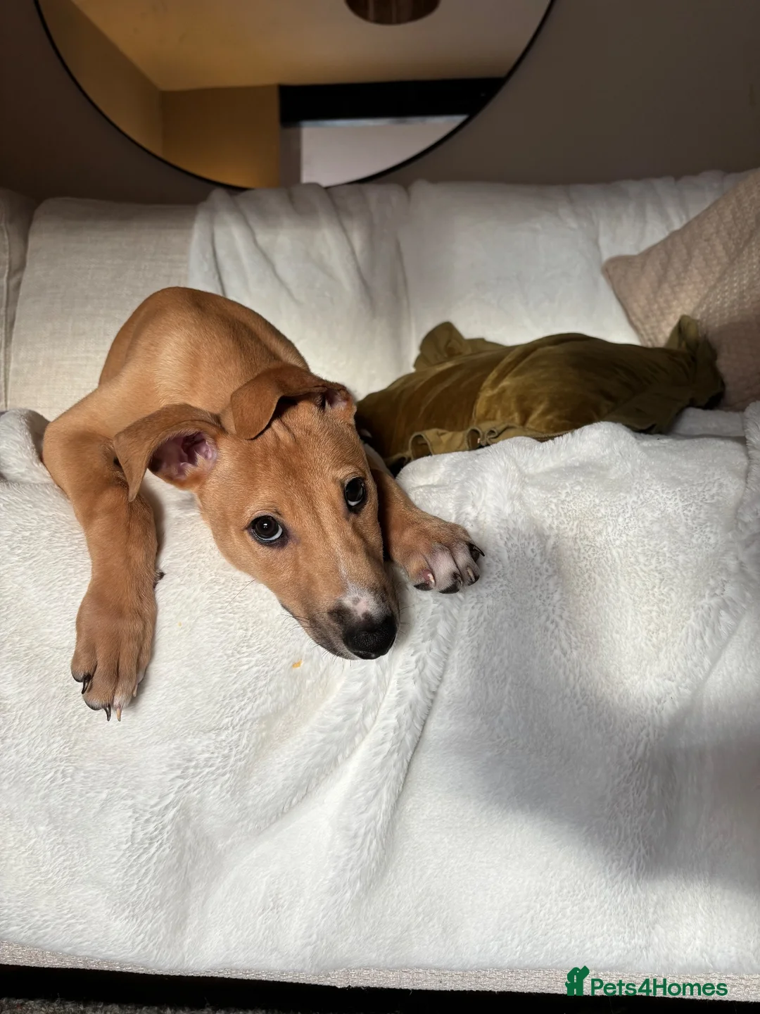 Lurcher dogs for sale: Family lurcher  in Wigan - Advert 8