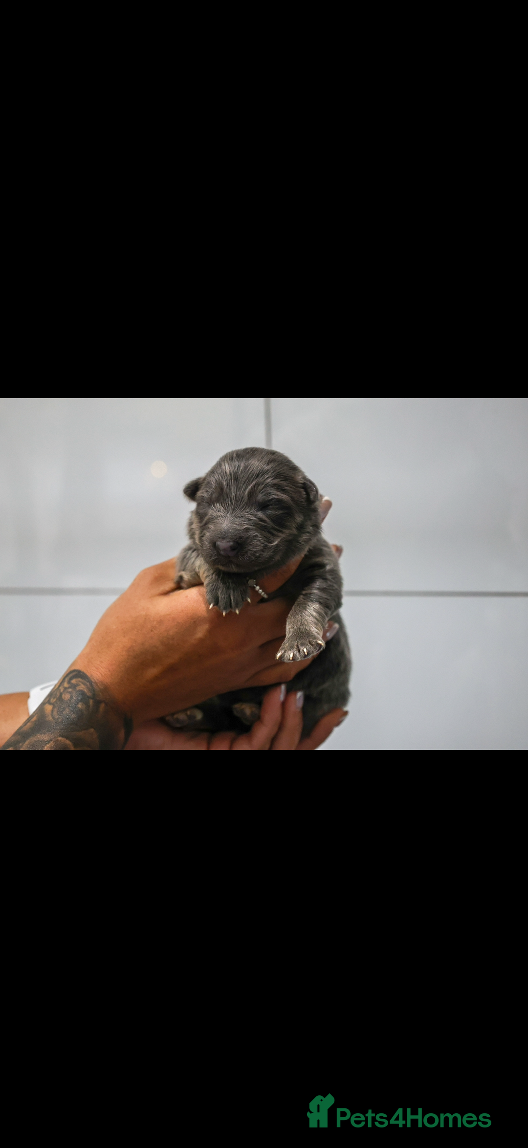 German Shepherd dogs for sale: ❤️KC pups ✨ health tested parents  - Advert 15