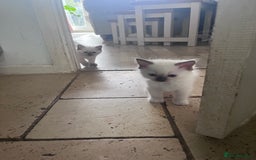 Ragdoll cats for sale: Pure breed ragdolls - Image 19