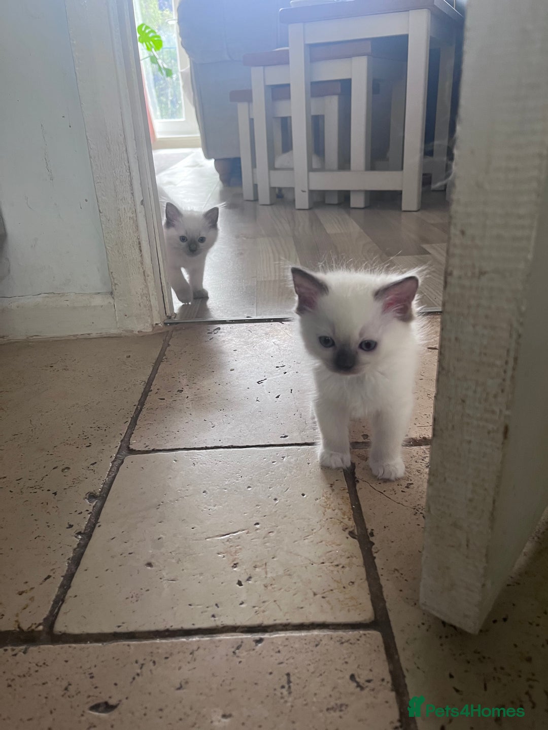 Ragdoll cats for sale: Pure breed ragdolls - Image 19