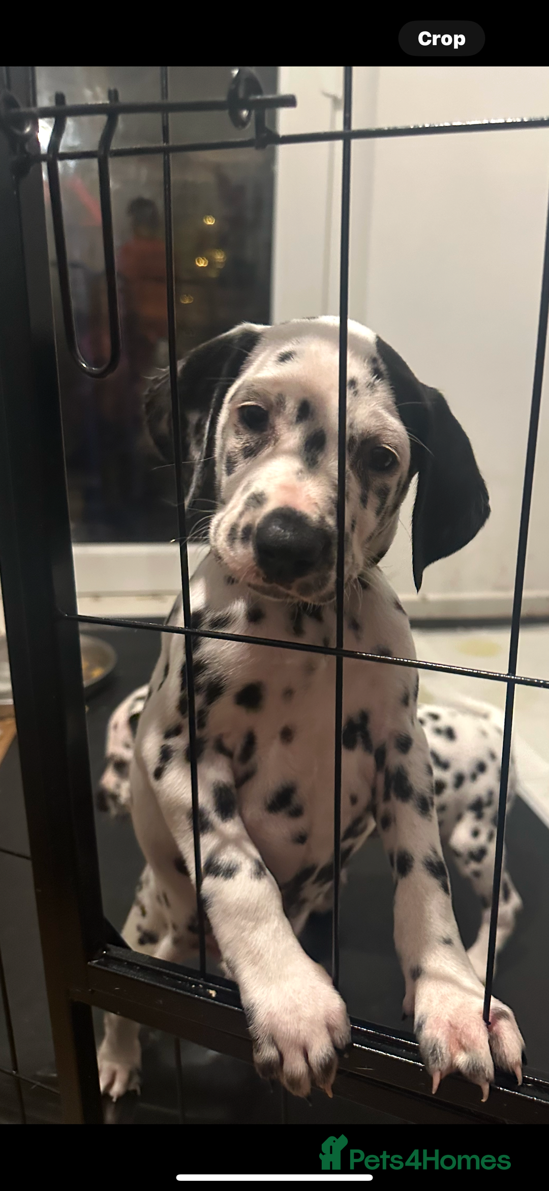 Dalmatian dogs for sale: Dalmatian 1 boy 2 girls  - Advert 11