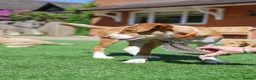 Mixed Breed dogs for adoption: Little Lad Loxy in Hook - Advert 22