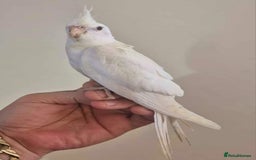 Cockatiels birds for sale: Young Cockatiels available for new homes - Image 7