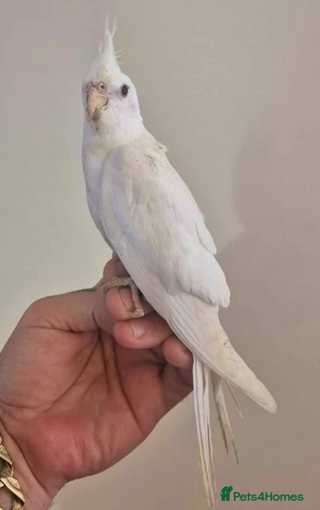 Cockatiels birds for sale: Young Cockatiels available for new homes - Image 7