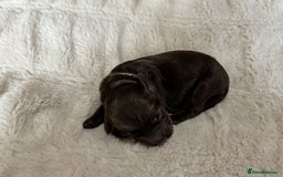 Cockapoo dogs for sale: 🍫🐶 F1b Chocolate Cockapoo Puppies🐶🍫  - Image 16