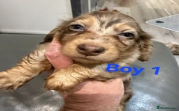 Miniature Dachshund dogs for sale: Miniature long haired dachshund  - Image 11