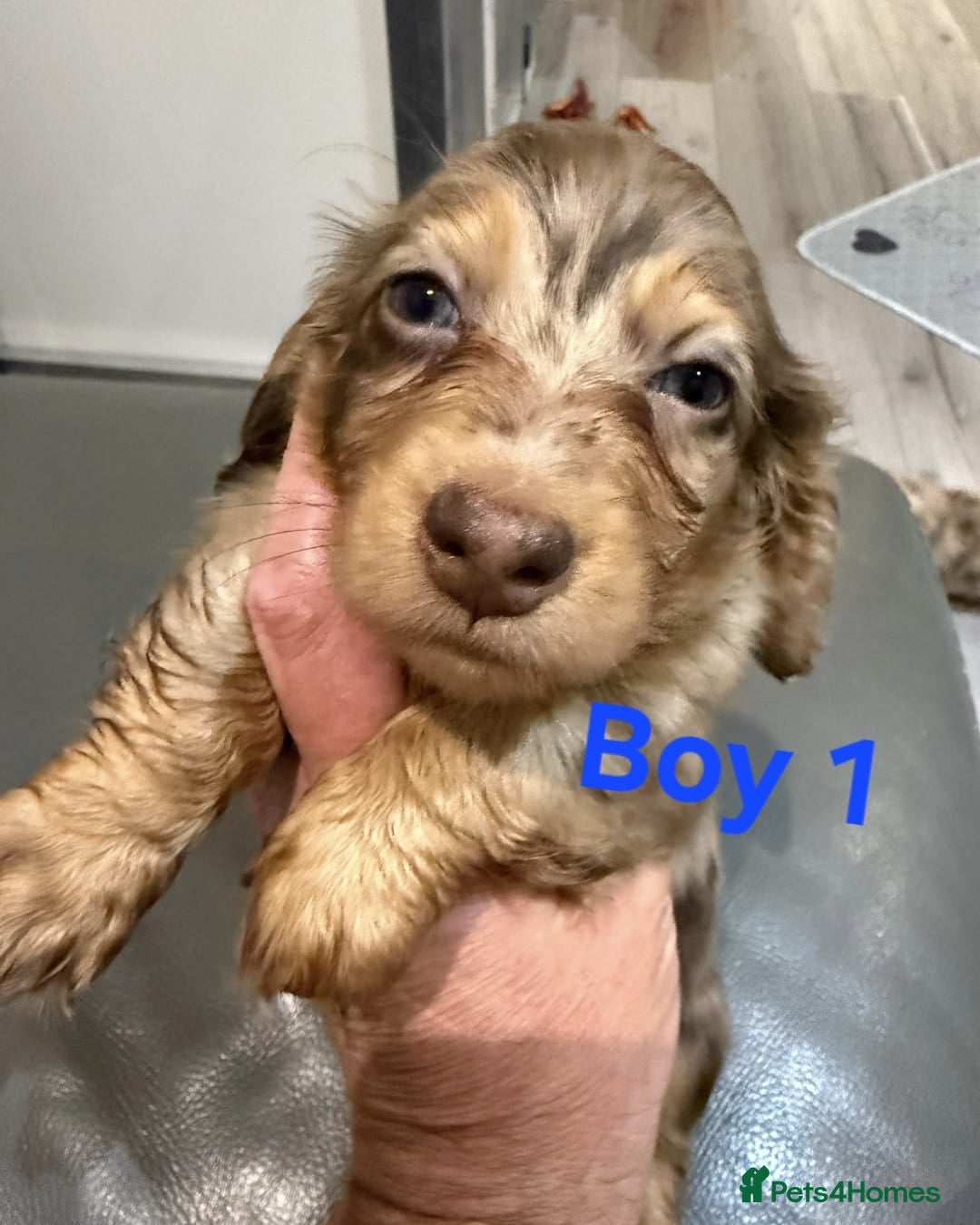 Miniature Dachshund dogs for sale: Miniature long haired dachshund  - Image 11