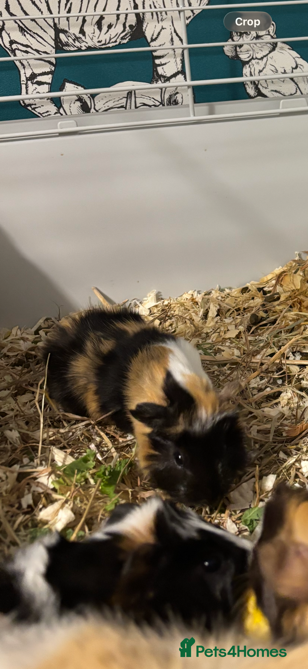 Guinea Pig rodents for sale: 4 boy baby guinea pigs - ready 4th Feb onwards - Advert 5